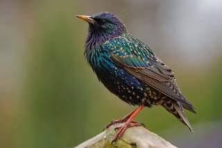 Szpak_zwyczajny_320x213