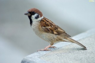 Wróbel