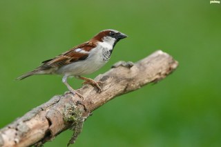 wrobel_320x213