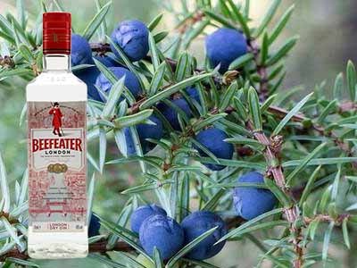 Alkohole Pasłęka 