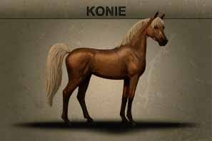 konie_o1