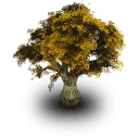 Drzewa