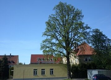 dab_szkola