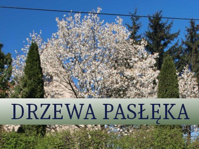 drzewa_pasleka