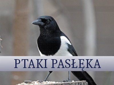 ptaki_pasleka