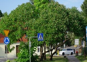 sumak