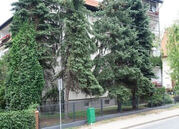 swierk_pilsudskiego
