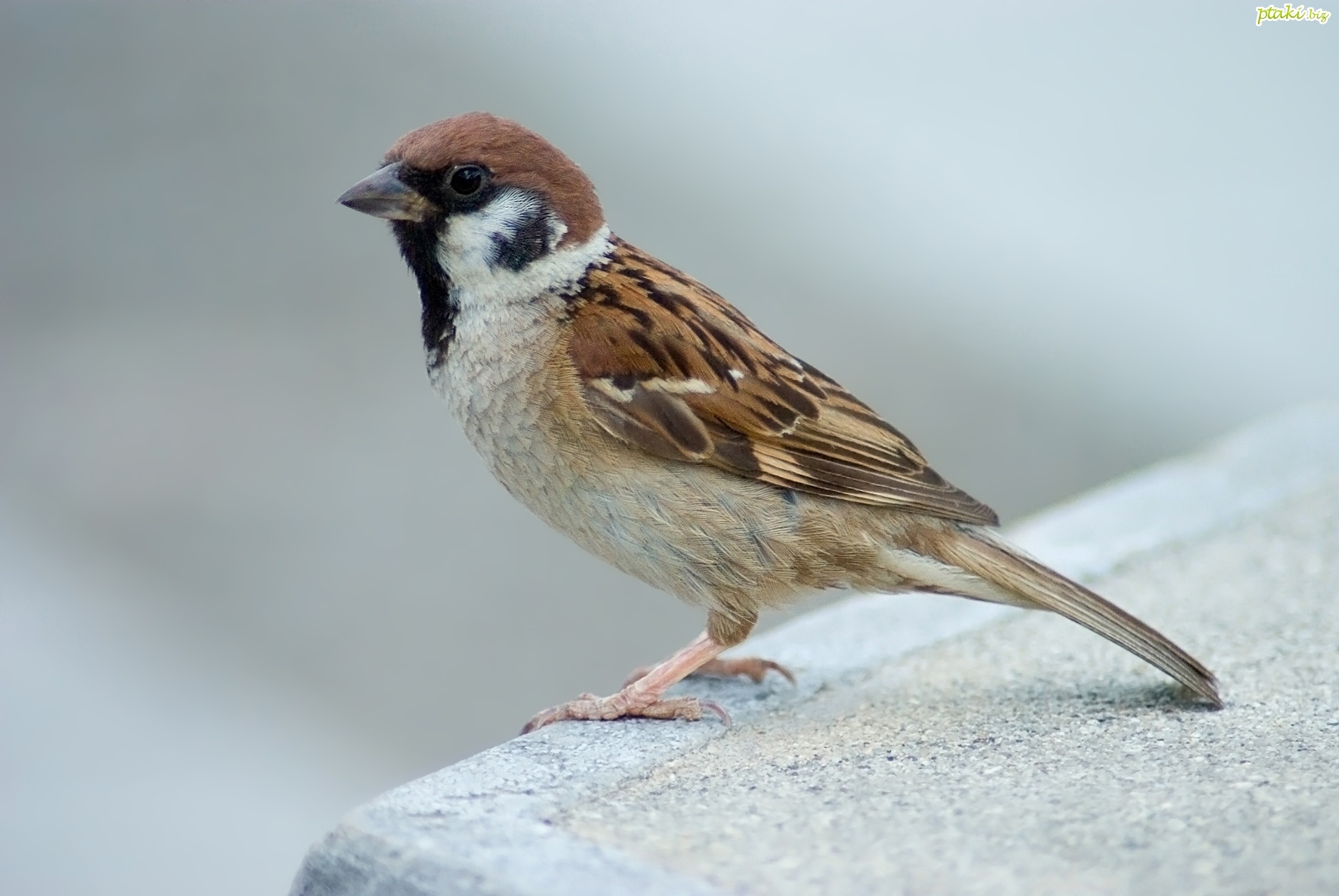 mazurek